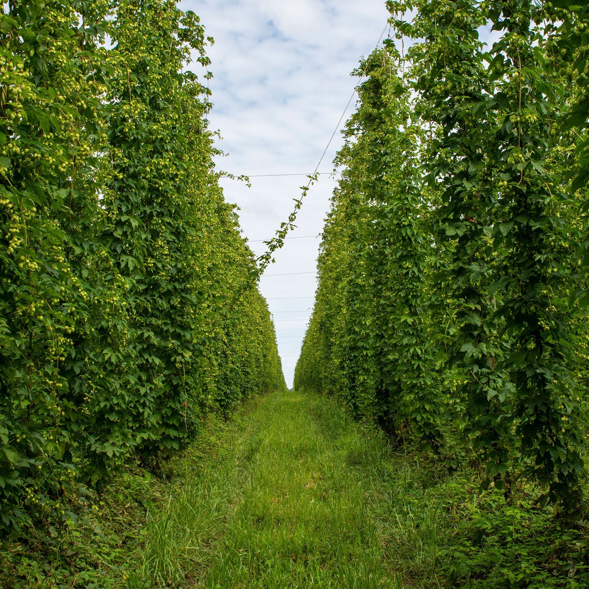 fertilizer for hops plants Ipa Hop Rhizome – Northern Brewer