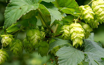 Hop Varieties: Mighty Axe Feature