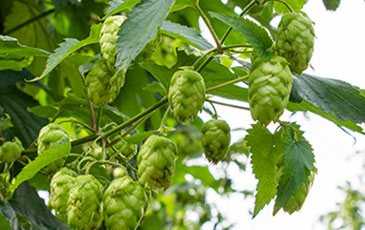 Hop Rhizome FAQs