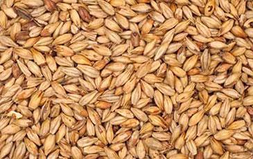 Ingredient Showcase: Biscuit Malt
