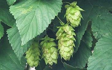Mighty Axe Hops