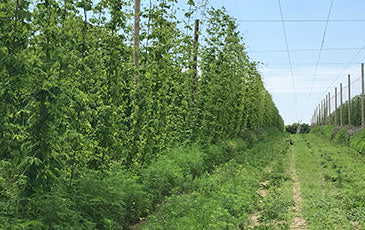 How To Grow Hops from Rhizomes