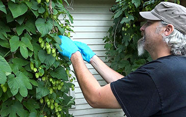 Harvesting, Drying, & Storing Fresh Hops