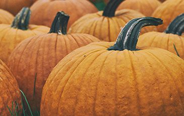 Pumpkin patch