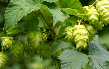 Sorachi Ace: The Japanese Hop That Found a Home in American Craft Beer