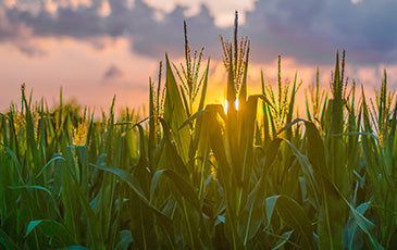 Corn field at sunset with tall green stalks—ideal grain crop for brewing, distilling.