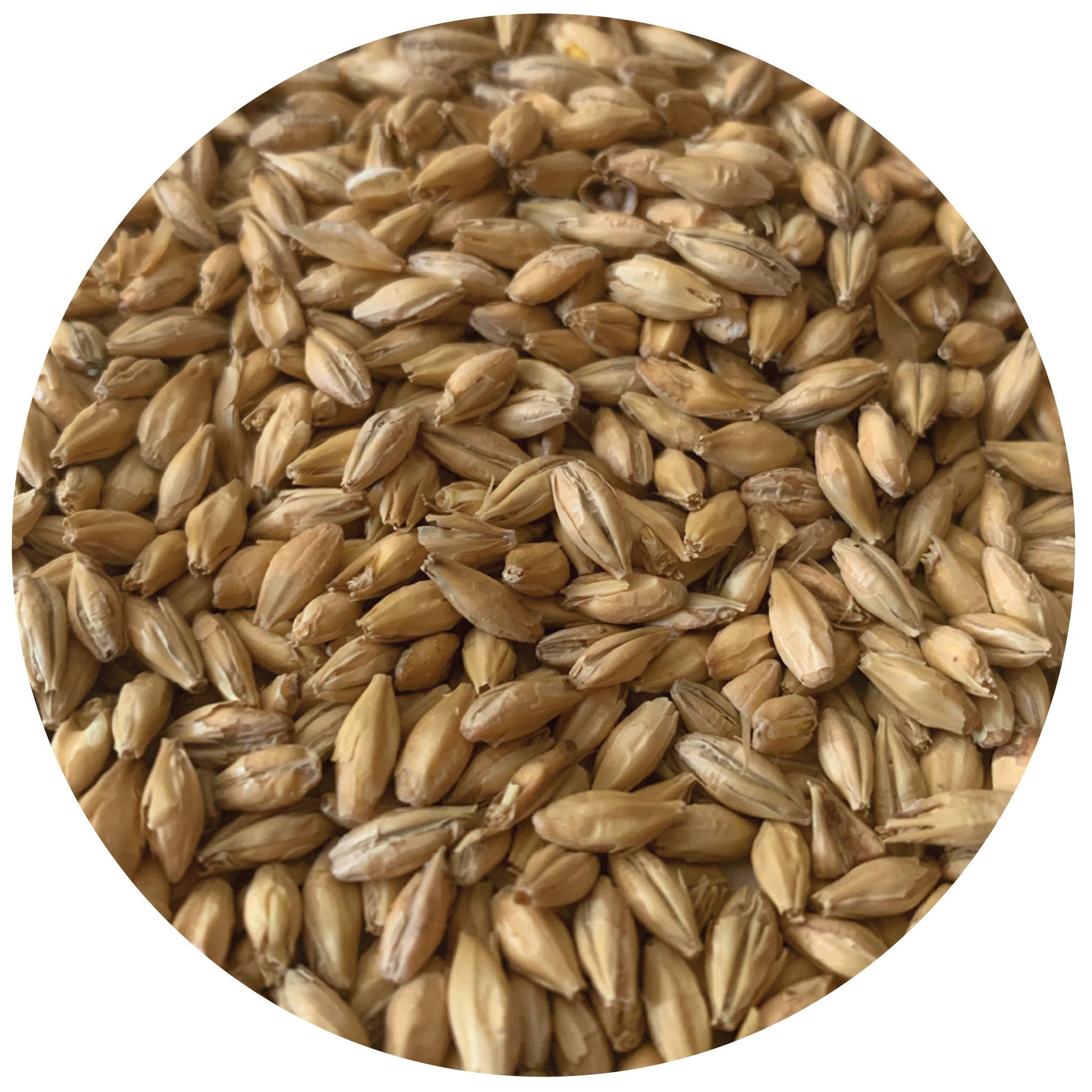 Close up pile of Rahr To Thee Pils malt