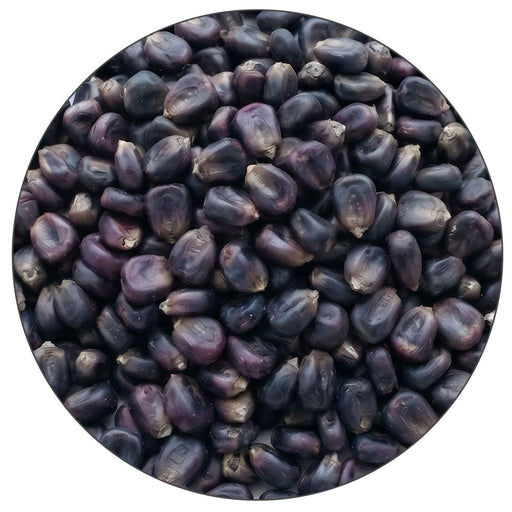 Close up of a pile of malted Hopi Blue Corn from Root Shoot Malting.