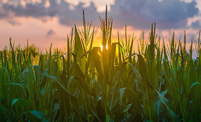 Corn in the field with sun setting behind it.