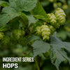 Ingredient Series: Hops Video Course
