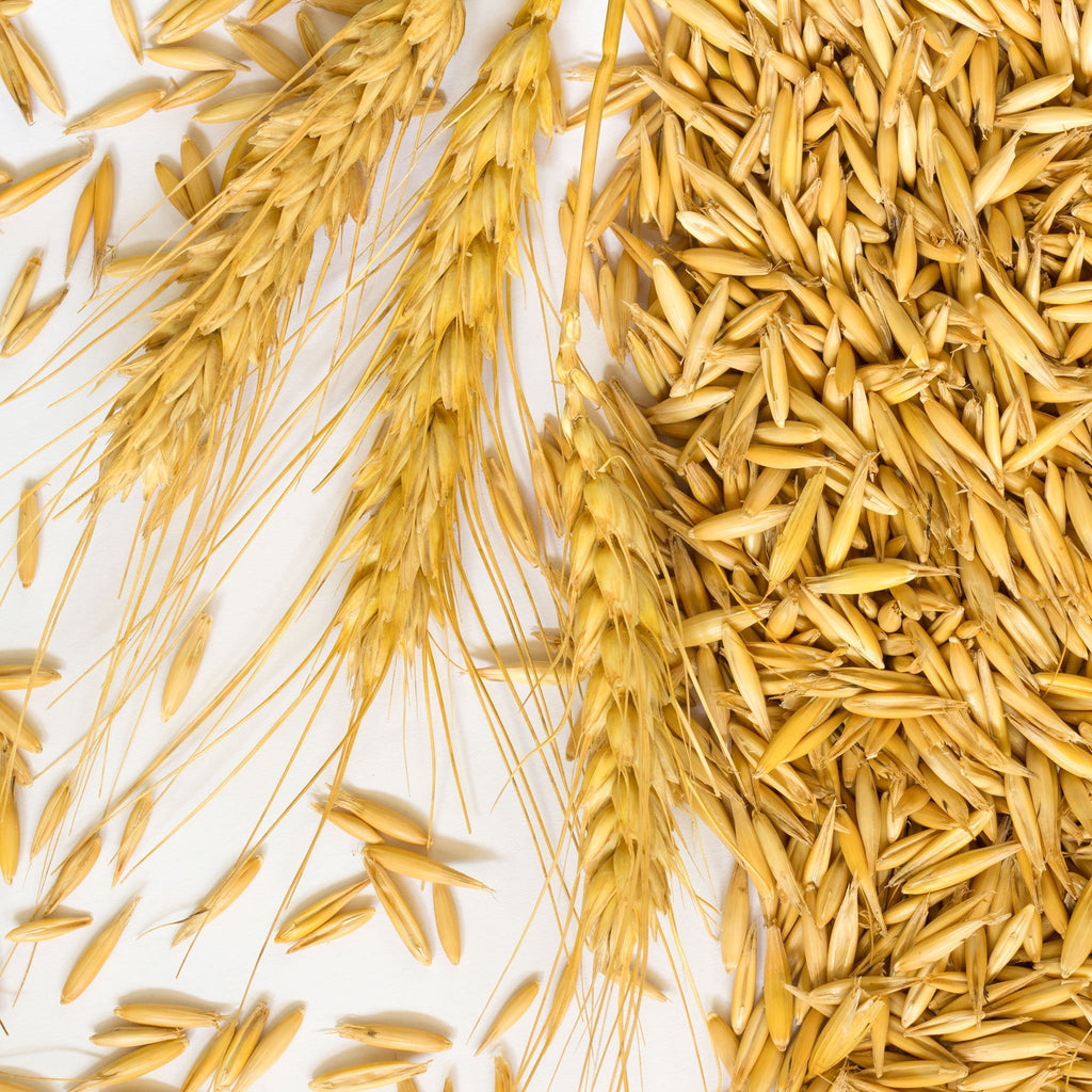 Newdale Two Row Malting Barley