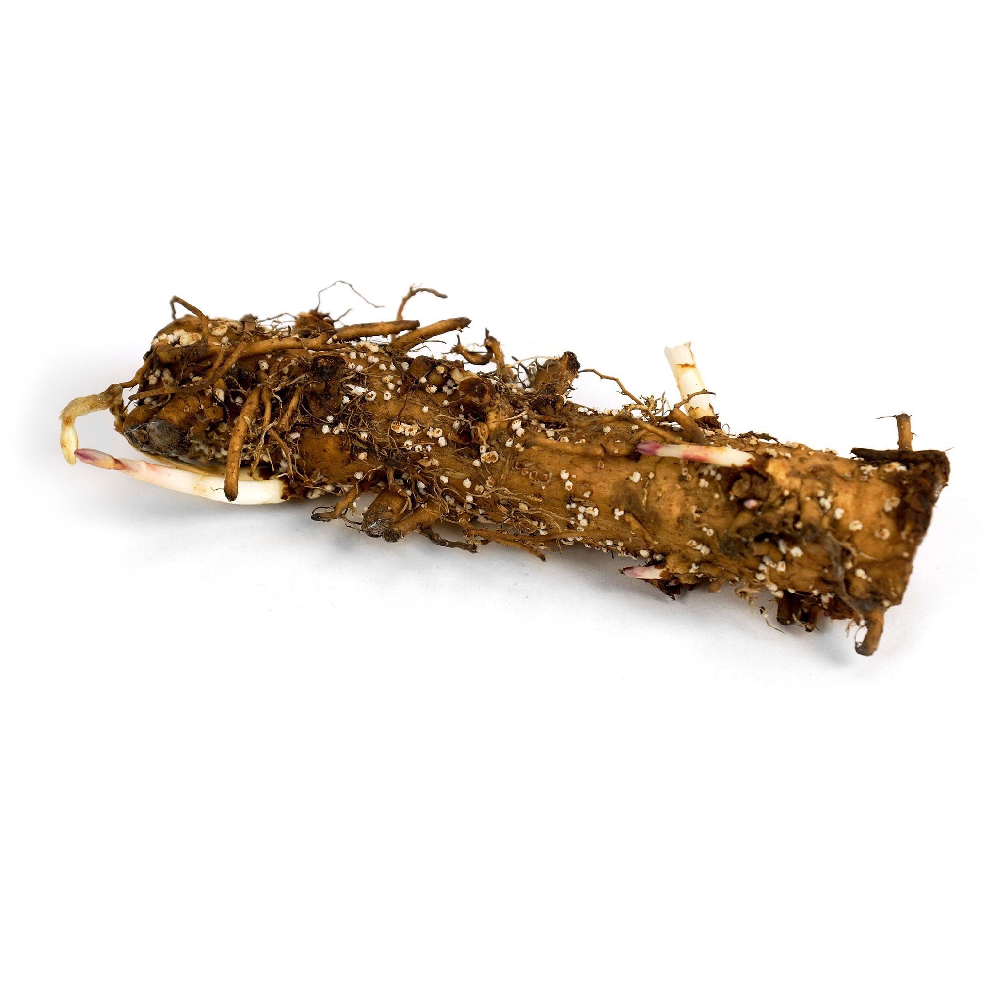 Magnum Hop Rhizome