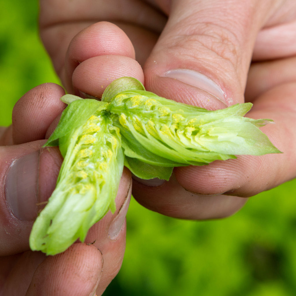 hop cone cut in half