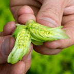 hop cone cut in half