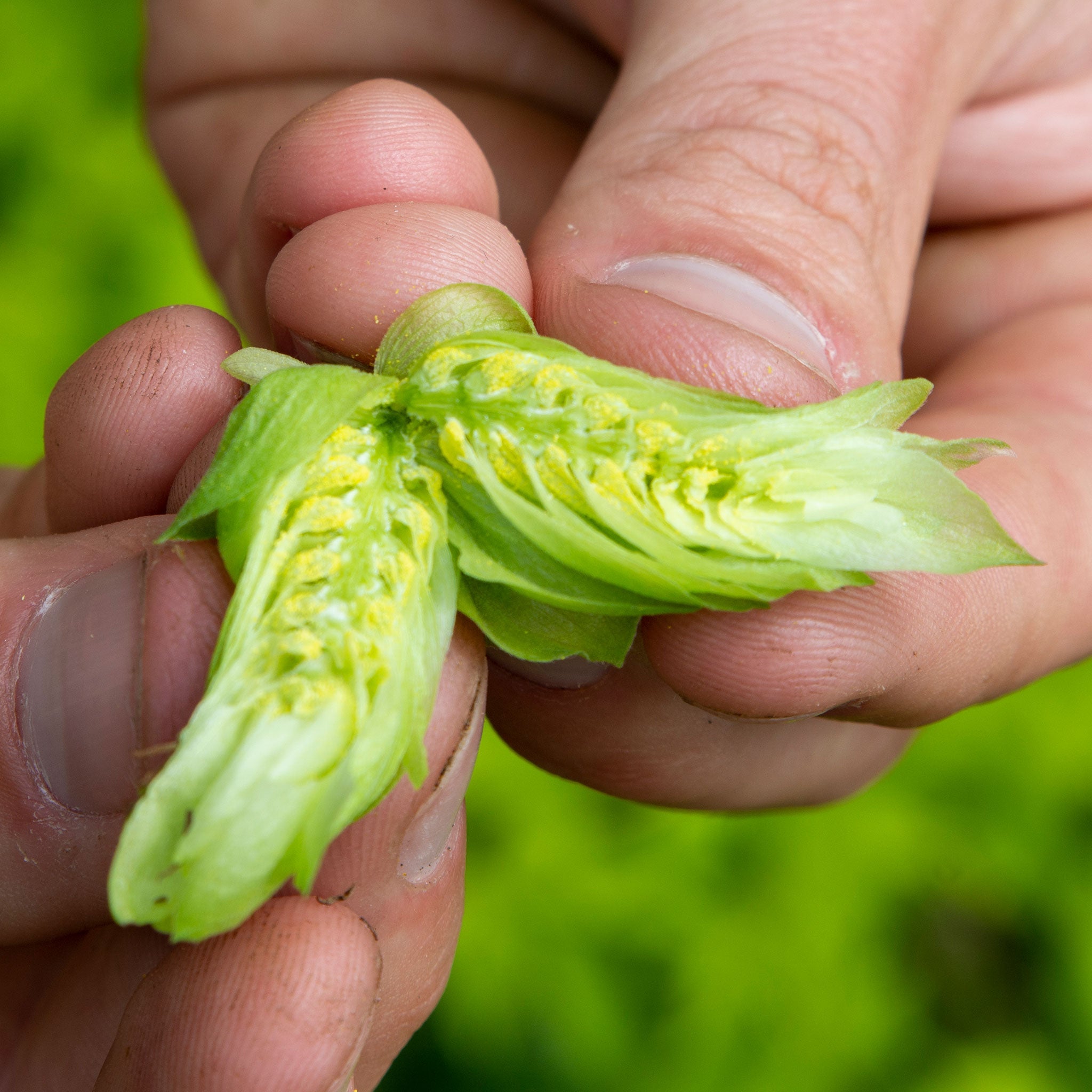 hop cone cut in half