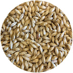 Pilsner Malt - Root Shoot Malting